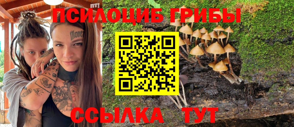 Псилоцибиновые грибы Cubensis Кольчугино